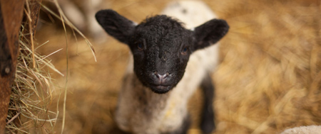 Lamb - Fishers Mobile Farm